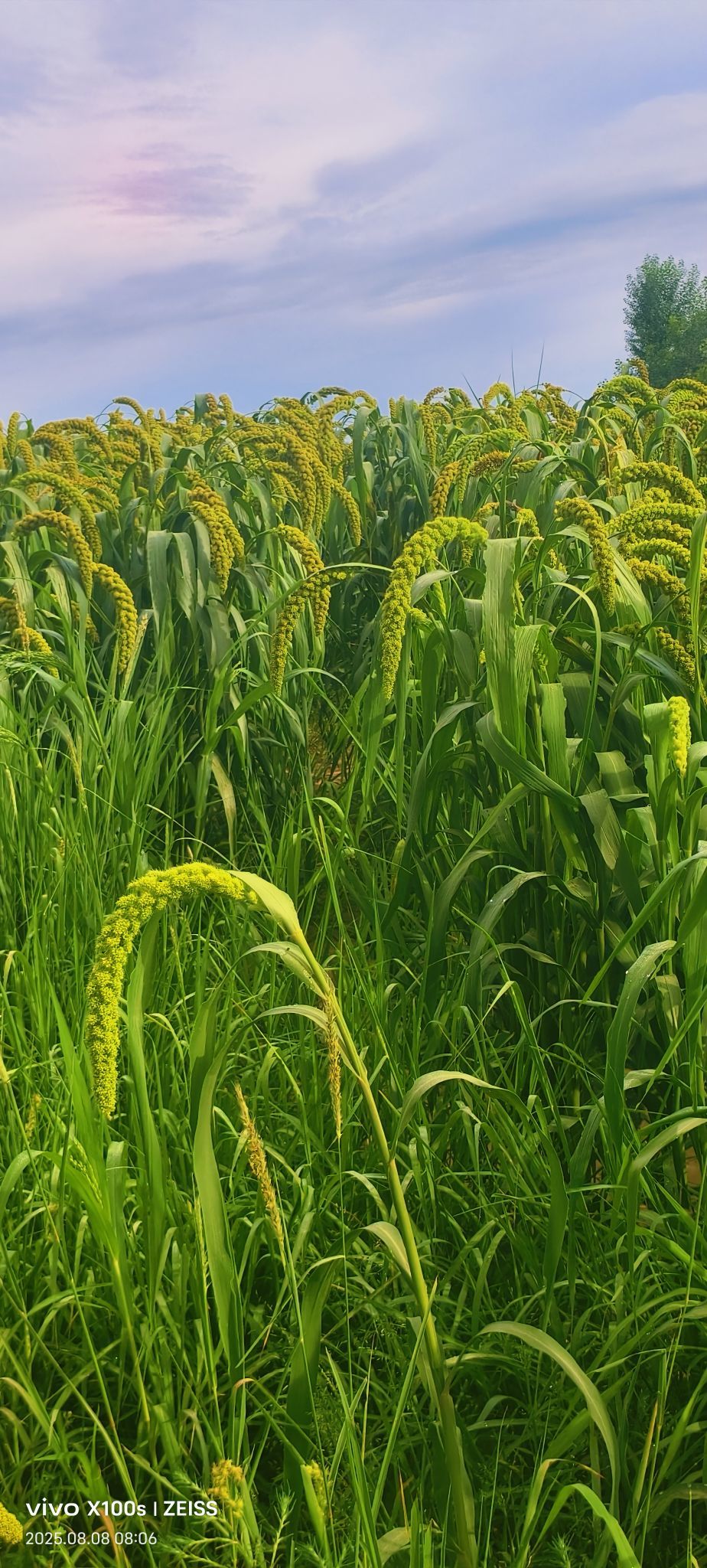 妞妞骑行宁夏银川的图片