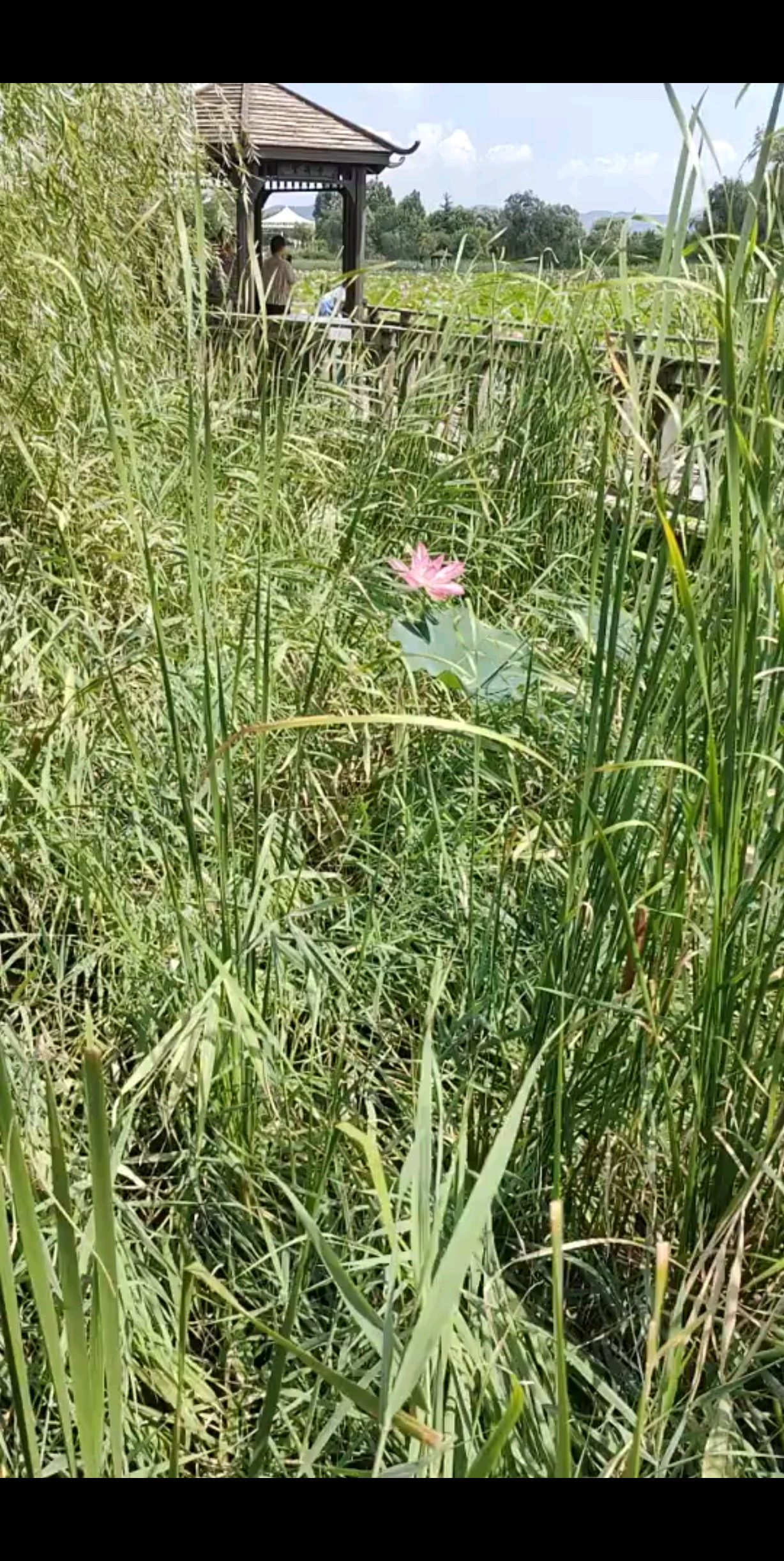 这朵花跟我一样独自行