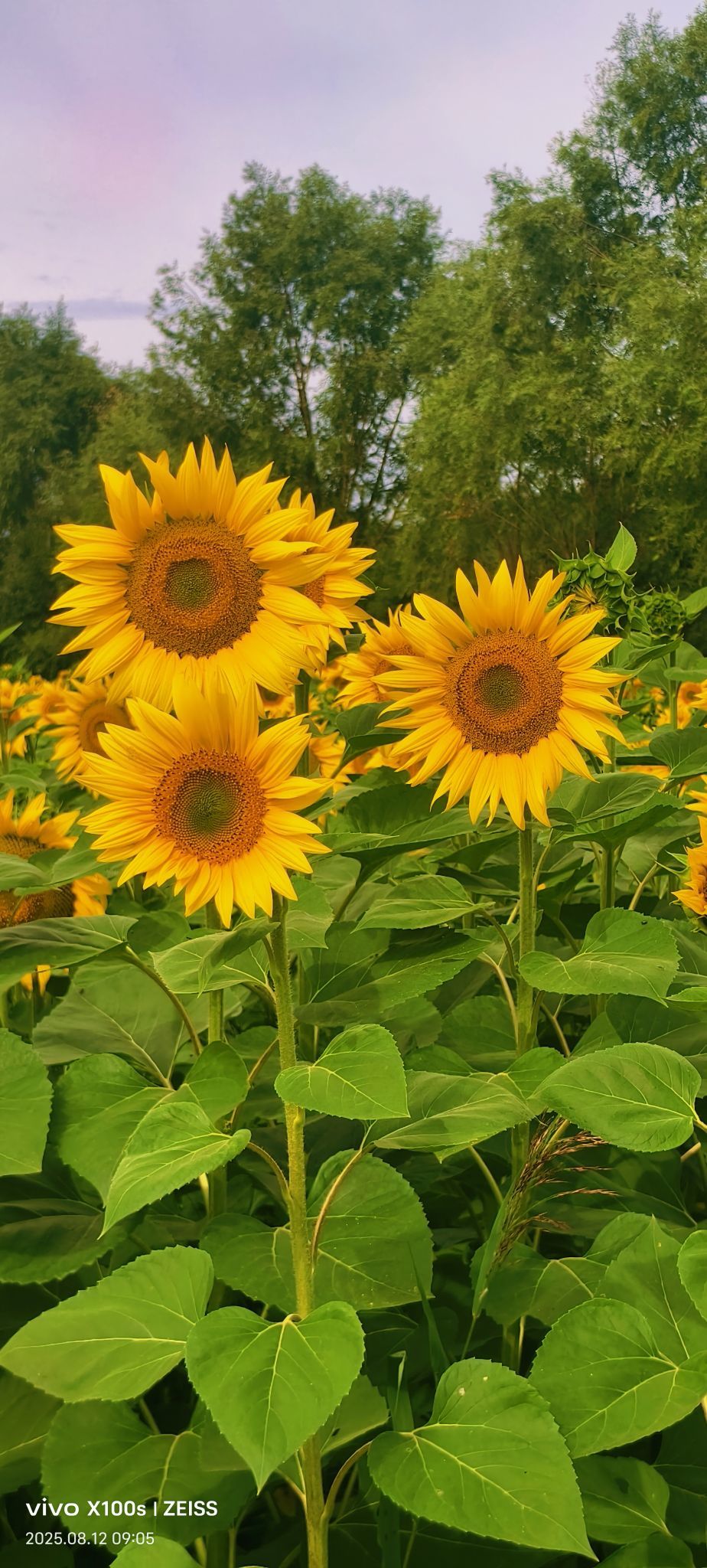 妞妞骑行宁夏银川主播图片