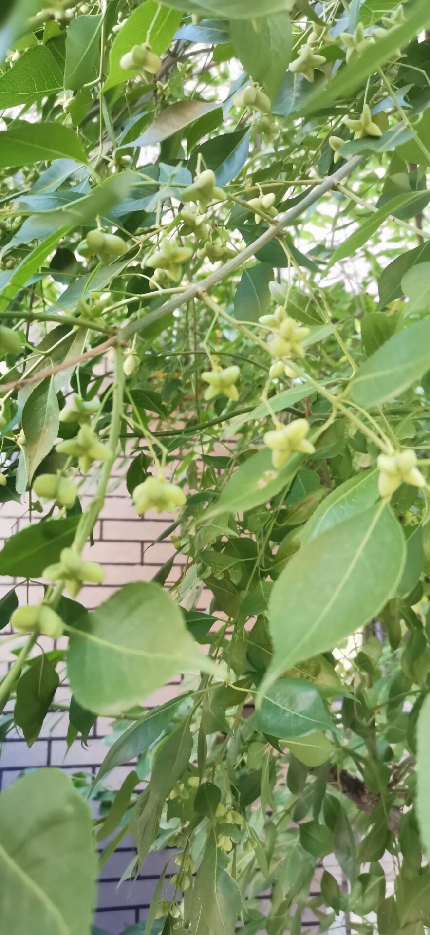小白队长💧心里美☜的图片