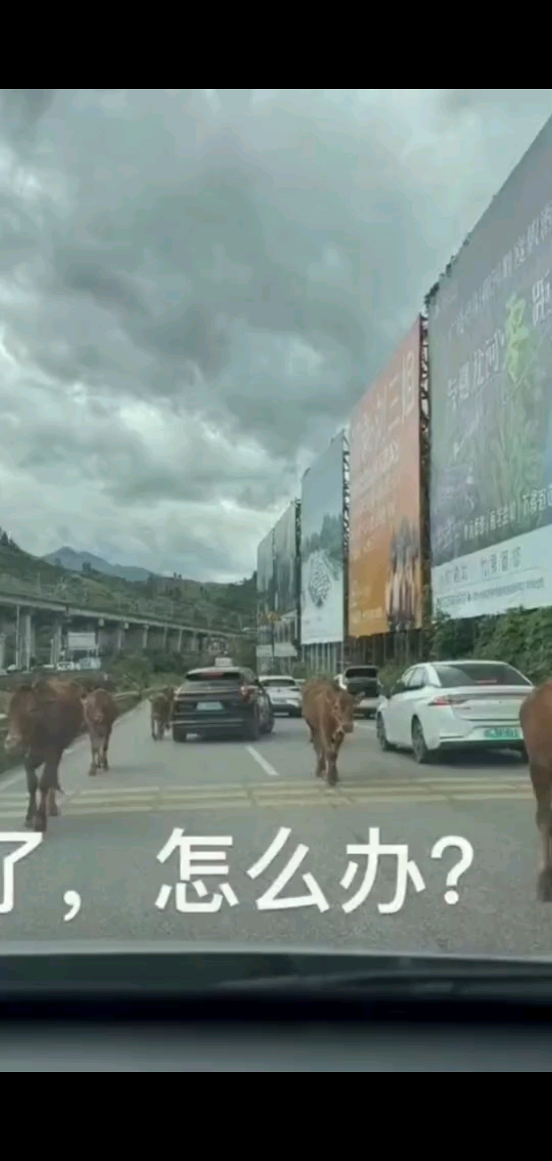 20250818牛来
