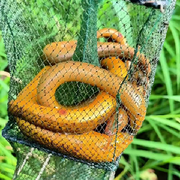 黄珊大侠🐉专搞黄珊