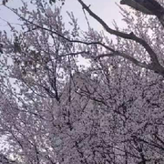 ♛铭哥♛風雲的头像