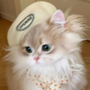 小猫梨梨