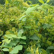 瞰蘩崋絡荩csry