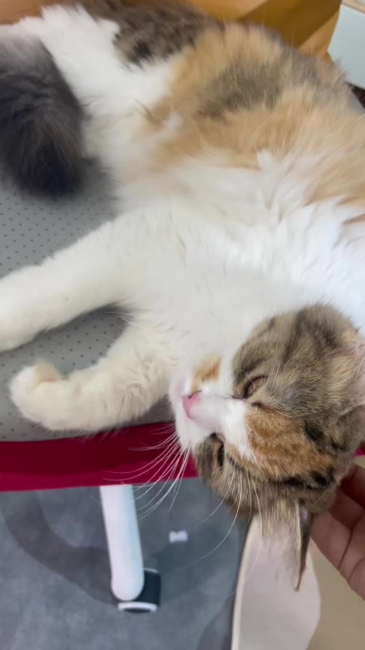 小圆宝宝