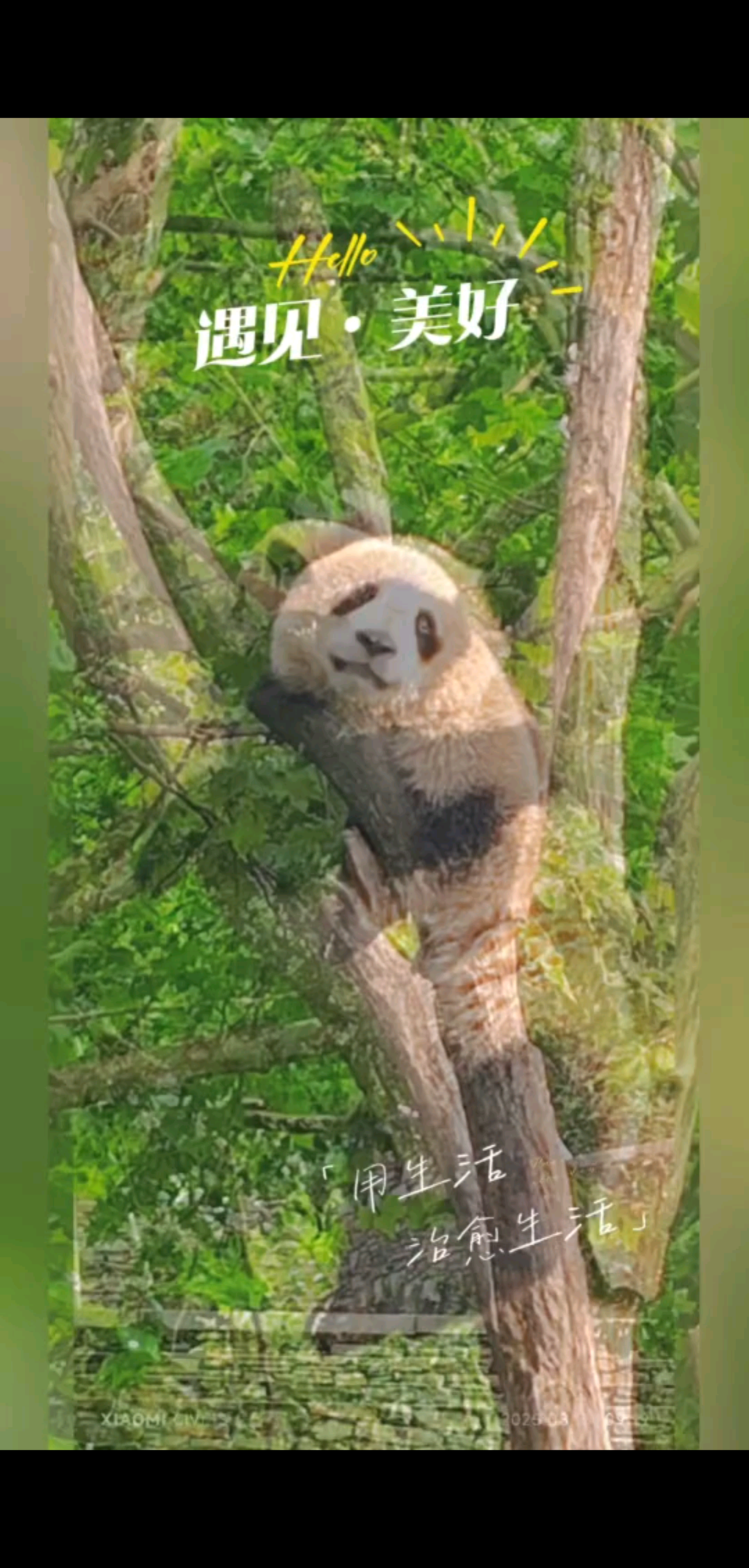 中国萌宠