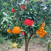 再苦也要拼海报