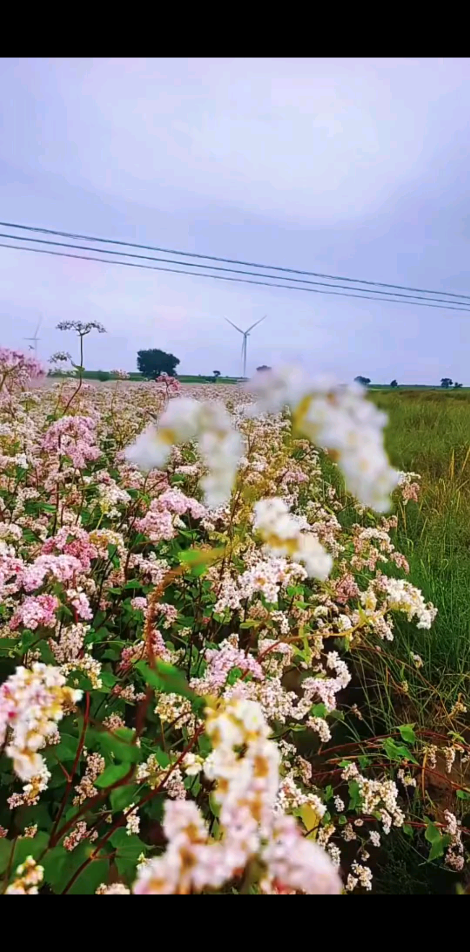 情人節(jié)浪漫的不止玫瑰