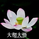 花开富贵uot