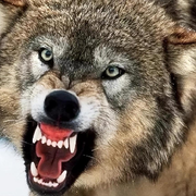 （🐺）的头像