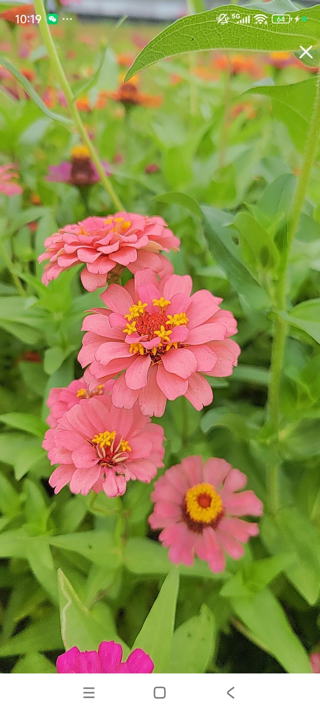 婷婷💕感恩有你陪伴的图片