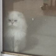 清风拂月明