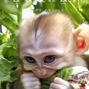 别和我叭叭.