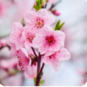 (随心所欲)无忧无虑的头像