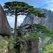 高山⚔️的头像