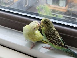 兜💕兜的图片