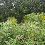 梦醒梦散梦难求的头像