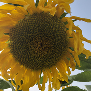 阳光正好@的头像