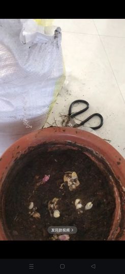 野百合饿晕了🌱🌱主播照片