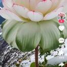 丢三丢四不丢你