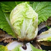 一兜烂白菜海报
