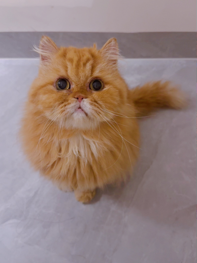 🐱软小喵💕晚8点海报