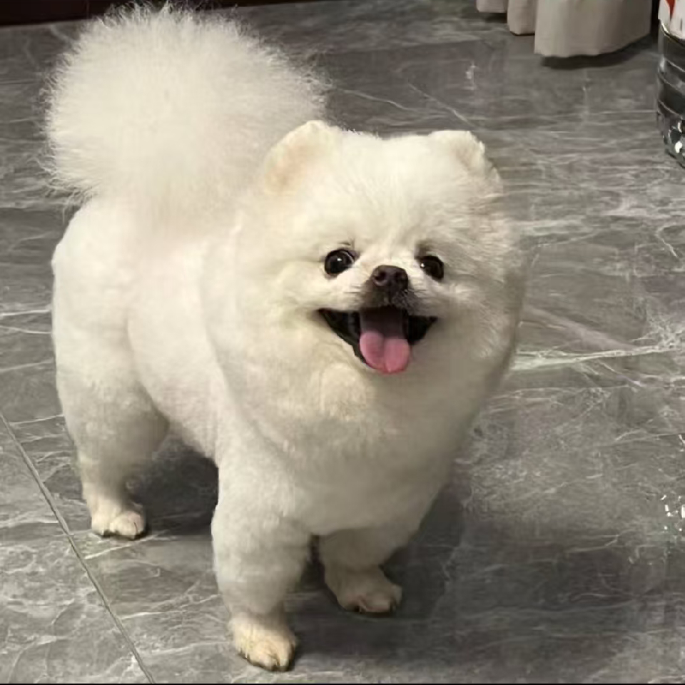 杰杰7!海报