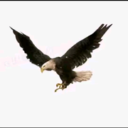 异の客