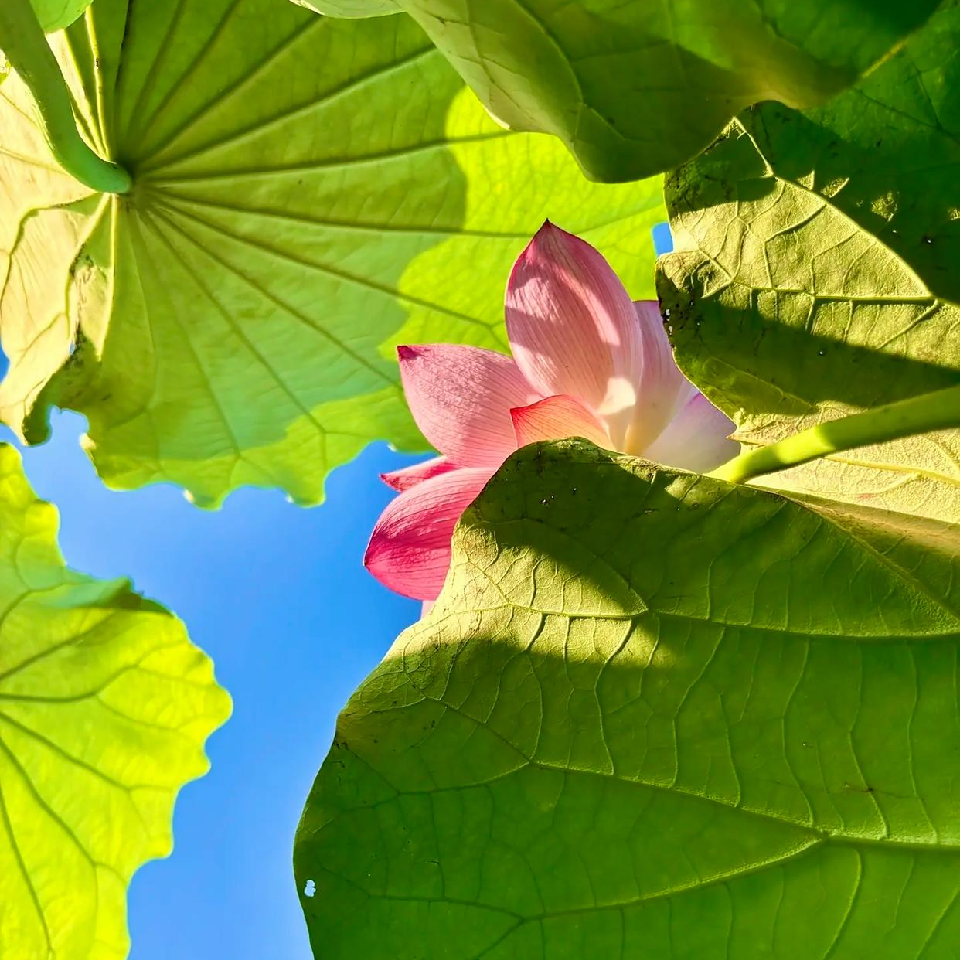 💕仙紫呀海报