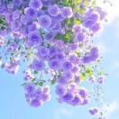 奥淇4