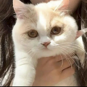 ♌十一↙