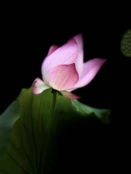 梦涵🌷8268的图片