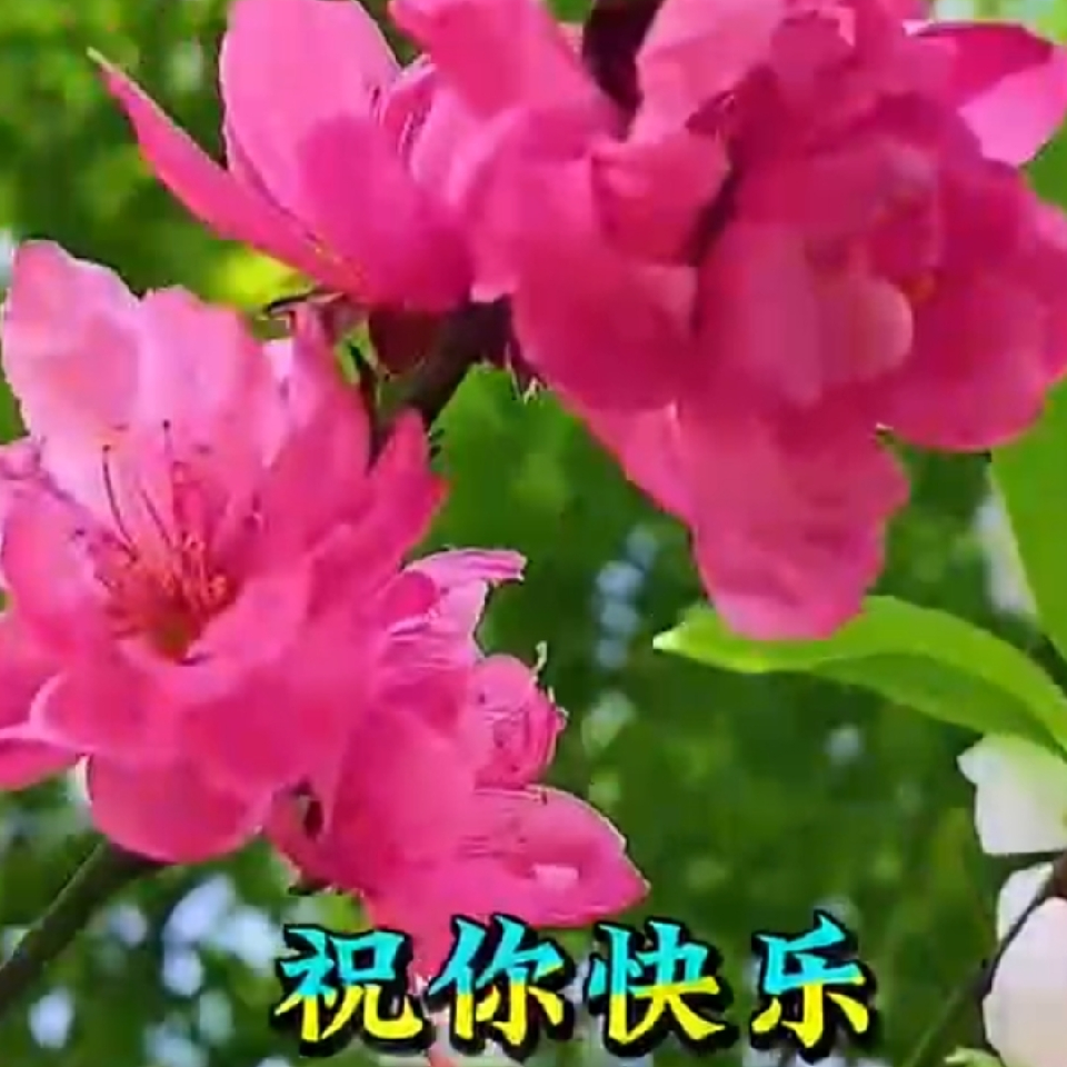 马祥瑞o海报