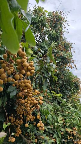亲哥🍎🍎的图片