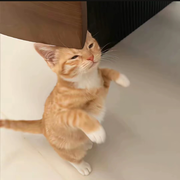 草莓味痞颜