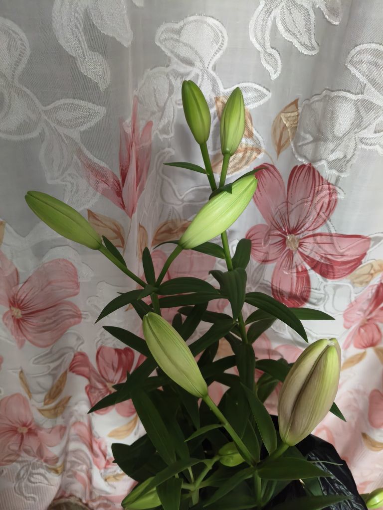 野百合饿晕了🌱🌱主播图片