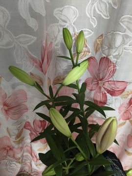 野百合饿晕了🌱🌱的图片
