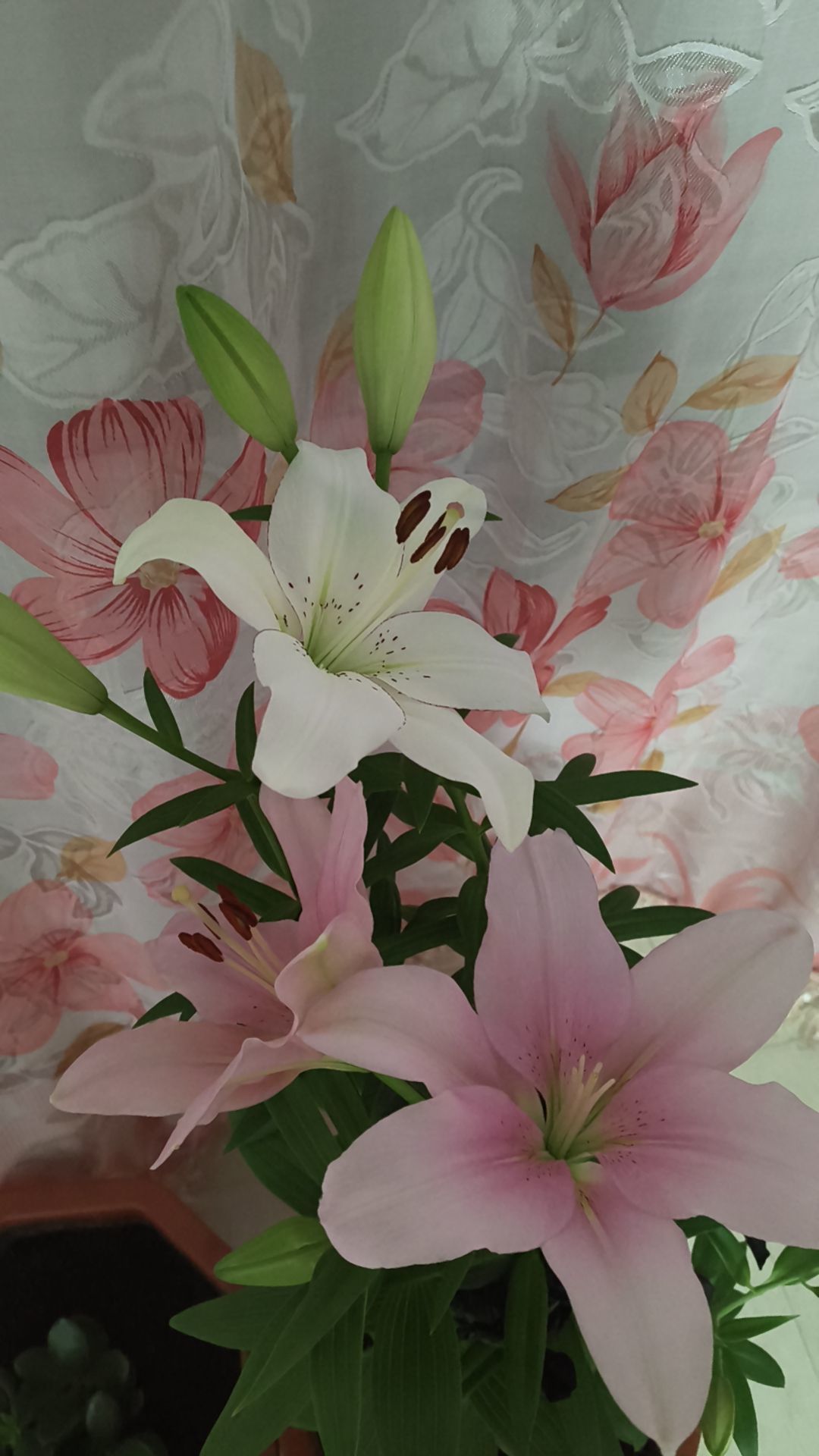 野百合饿晕了🌱🌱主播图片