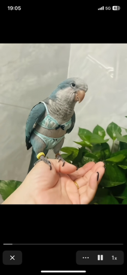 ᥬ瓜瓜ᩤ海报