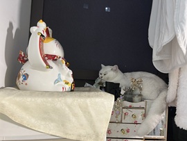 六六贼温柔的图片