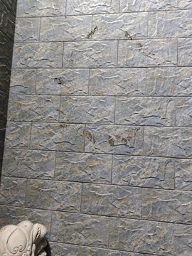 桃子🍑游园中的图片