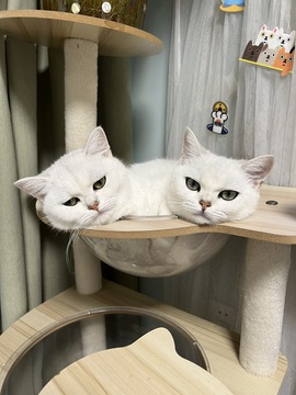 六六贼温柔的图片