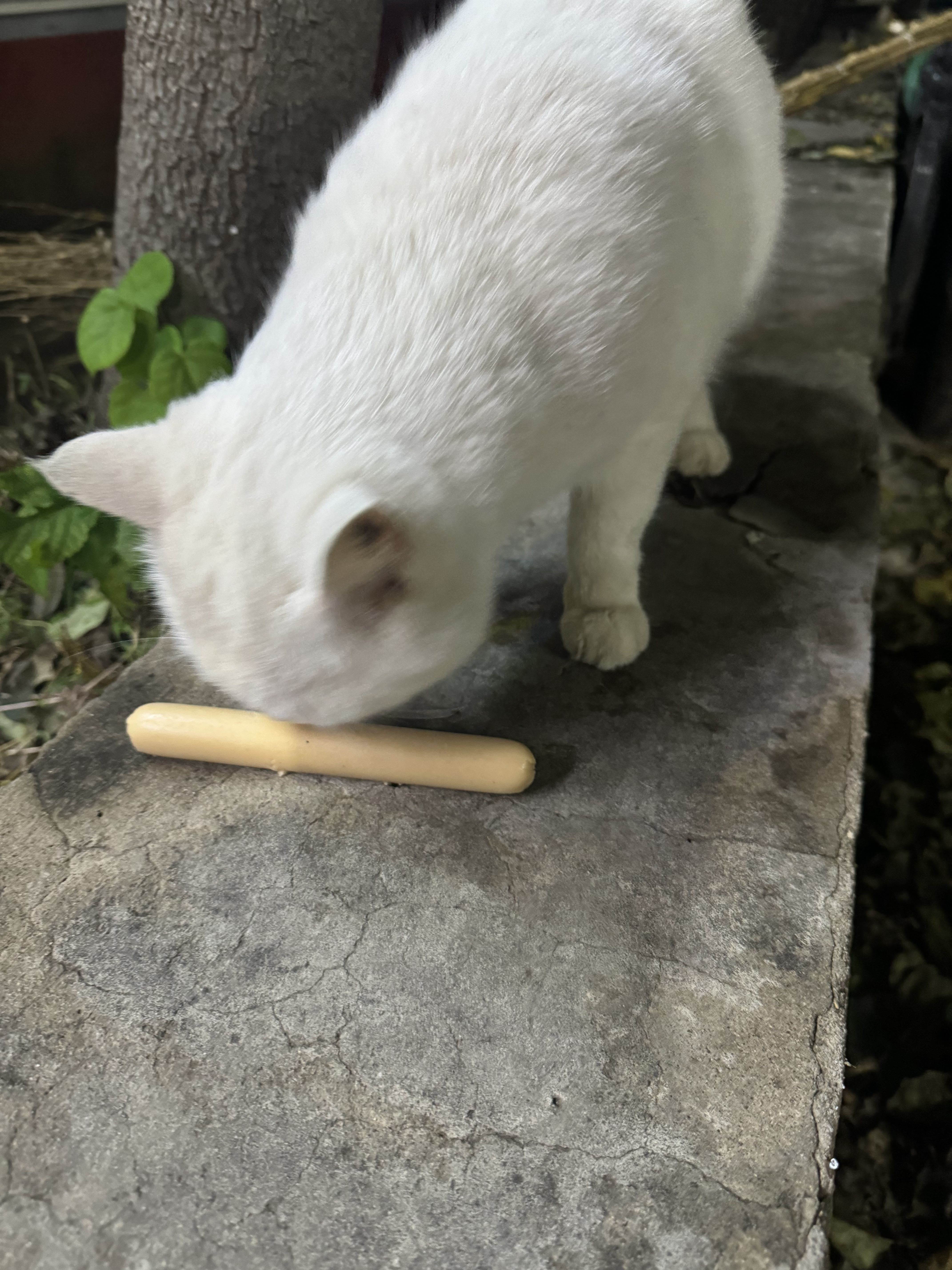 柒樱1主播图片