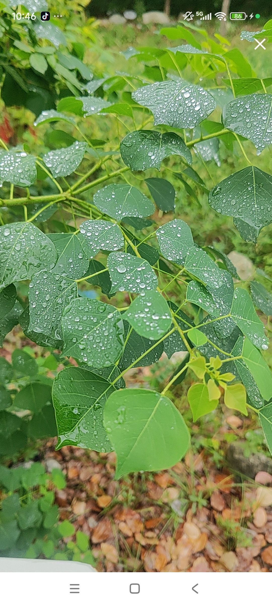 婷婷💕感恩有你陪伴主播图片