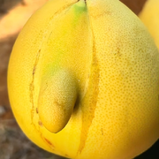 🈳嘘寄莫含窝头像