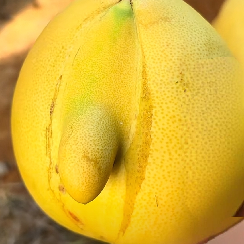 🈳嘘寄莫含窝海报