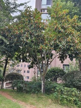 洛兜兜野蛮生长的图片