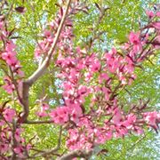 *桃花依旧笑春风*