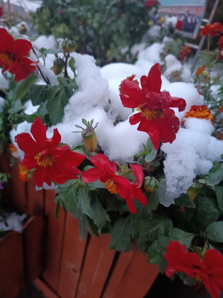 小七金光灿灿主播图片